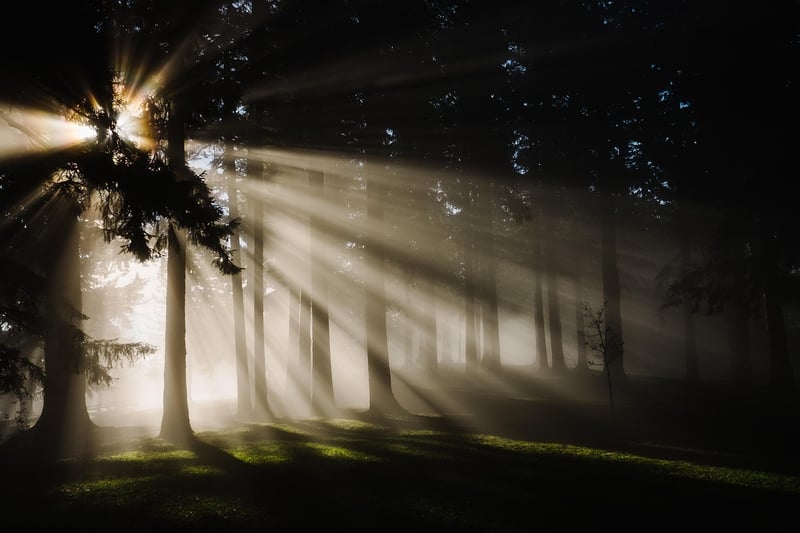 Enchanting Forest